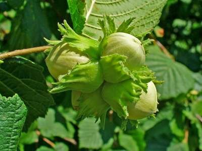 Corylus Avelana, 60-80 10L, Hazelaar