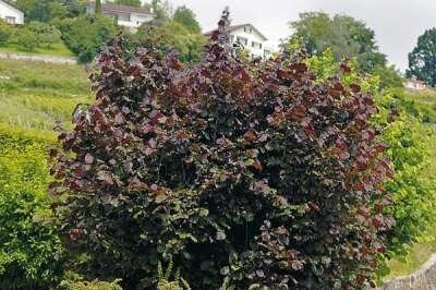 Corylus maxima 'Purpurea', 80-100 4L, Rode hazelaar