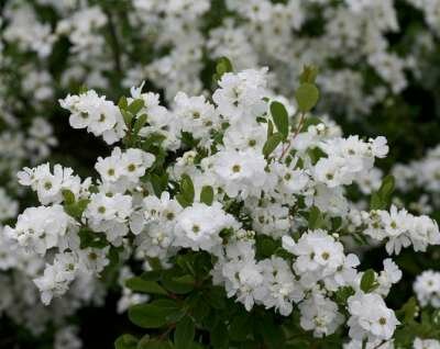 Exochorda racemosa 'Niagara'&reg;, 60-80 Kluit, Parelstruik