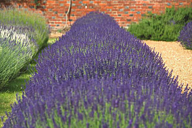 Lavandula angustifolia 'Hidcote' 1L, Lavendel