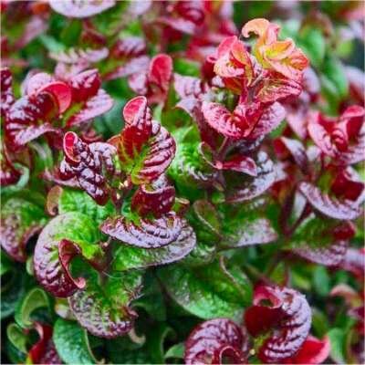 Leucothoe axillaris 'Curly Red', 20-25 2L, Druifheide &reg;