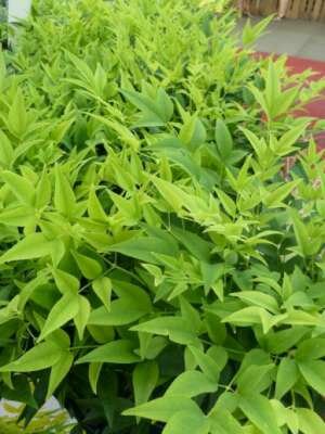 Nandina dom. 'Lemon en Lime' &reg;, 2L, hemelse bamboe