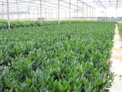 Prunus laurocerasus 'Otto Luyken', 40-60 kluit, Laurierkers