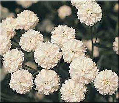 Achillea ptarmica 'The Pearl', Duizendblad