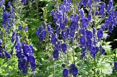 Aconitum napellus, Monnikskap