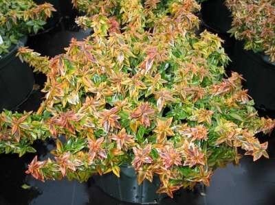 Abelia grandiflora 'Kaleidoscope', 25-30 2.5L, Abelia &reg;