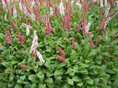 Persicaria affinis 'Darjeeling Red' (=Polygonum),Duizendknoop