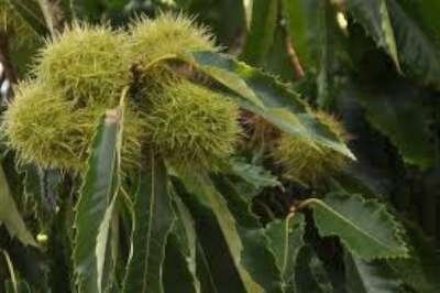 Castanea sativa, 18/20 Draadkluit, Tamme Kastanje