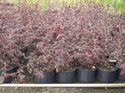 Corylus 'Red Majestic', 60-80 4L, Hazelaar &reg;