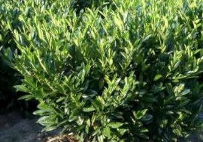 Prunus laurocerasus 'Reynvaanii', 60-80 kluit, Laurierkers