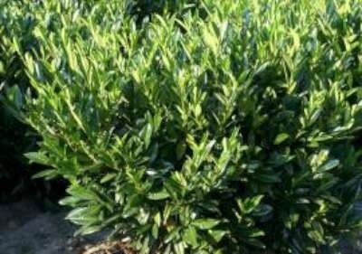 Prunus laurocerasus 'Reynvaanii', 80-100 kluit, Laurierkers