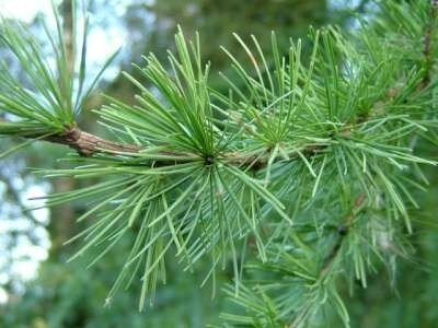larix decidua, 1+1 60-80, Europese lork