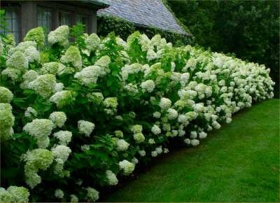 Heesters oud Heesters-oud