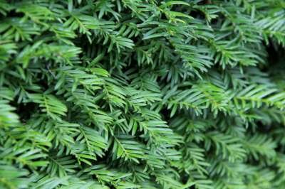 Taxus