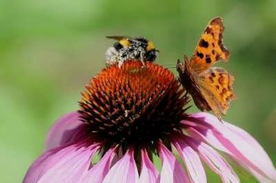 Bees-en-Butterflies