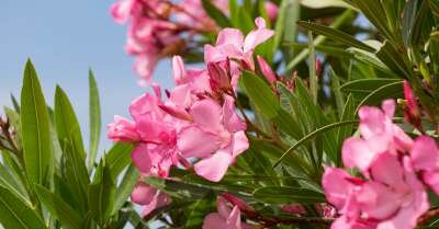 Mediterane-Planten