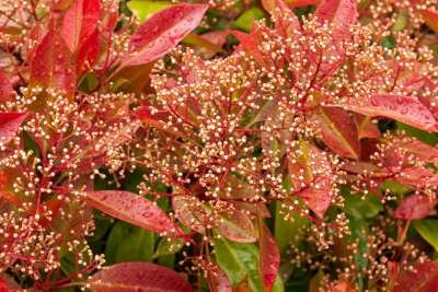 Glansmispel-Photinia