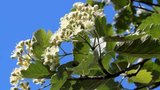 Sorbus int. 'Brouwers', 8/10 Blote wortel_