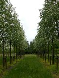 Sorbus int. 'Brouwers', 10/12 Blote wortel_