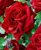 Rosa 'Dame de Coeur', Stamrozen_