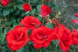 Rosa 'La Sevillana', Blote wortel, Trosrozen_