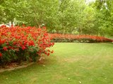 Rosa 'La Sevillana', Blote wortel, Trosrozen_