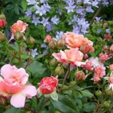 Rosa 'Marie Curie', Blote wortel, Trosrozen_