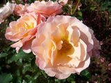 Rosa 'Marie Curie', Blote wortel, Trosrozen_