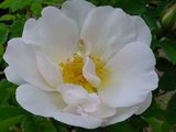 Rosa 'Nevada', Blote wortel, Trosrozen_