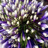 Agapanthus 'Fireworks' ®, Afrikaanse lelie_