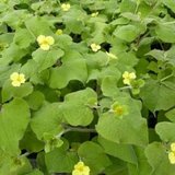 Saruma Henryi _