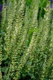 Teucrium scorodonia_