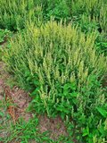 Teucrium scorodonia_