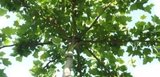 Platanus acerifolia, 10/12 Blote wortel, Dakplataan_