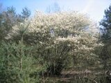 Amelanchier lamarckii, 3L, 60-80, Krentenboompje_