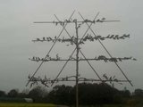 Carpinus betulus, 10/12 Blote wortel, Lei-haagbeuk voorgeleid met rek_