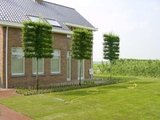 Carpinus betulus, 10/12 Blote wortel, Lei-haagbeuk voorgeleid met rek_