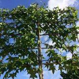 Liquidambar styraciflua, 12/14 Draadkluit, Lei-Amberboom voorgeleid met rek_