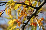 Malus 'Brouwers Beauty', 12/14 Draadkluit, Lei-vorm met scherm, Gele sierappel_