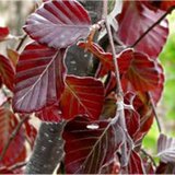 Fagus sylv. Atropunicea, 100-125 Blote wortel, Rode Beukenhaag_