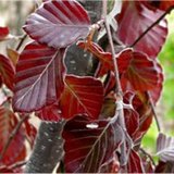 Fagus sylv. Atropunicea, 60-80 Blote wortel, Rode Beukenhaag_