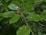 Fagus sylvatica, 40-60 Blote wortel, Beukenhaag_