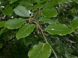 Fagus sylvatica, 60-80 Blote wortel, Beukenhaag_