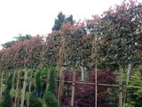 Photinia fras. 'Red Robin', 8/10 Pot, Lei-Glansmispel voorgeleid met rek_