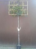 Photinia fras. 'Red Robin', 6/8 pot, Lei-Glansmispel voorgeleid met rek_