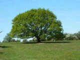 Quercus petraea, 6/8 cm Blote wortel, Wintereik_