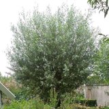 Salix alba 'Liempde', 6/8 blote wortel, Knotwilg_