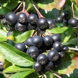 Aronia 'Viking', 40-50 3L appelbes_