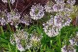 Agapanthus 'Fireworks' ®, 9L, Afrikaanse lelie_