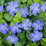 Vinca minor P9, Kleine Maagdenpalm_